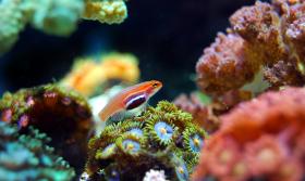 Coral Reef 1